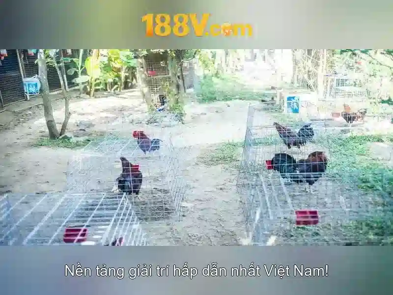 An toàn và hiệu suất của 188v